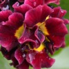Auricula Little Rosette - Abriachan Nurseries